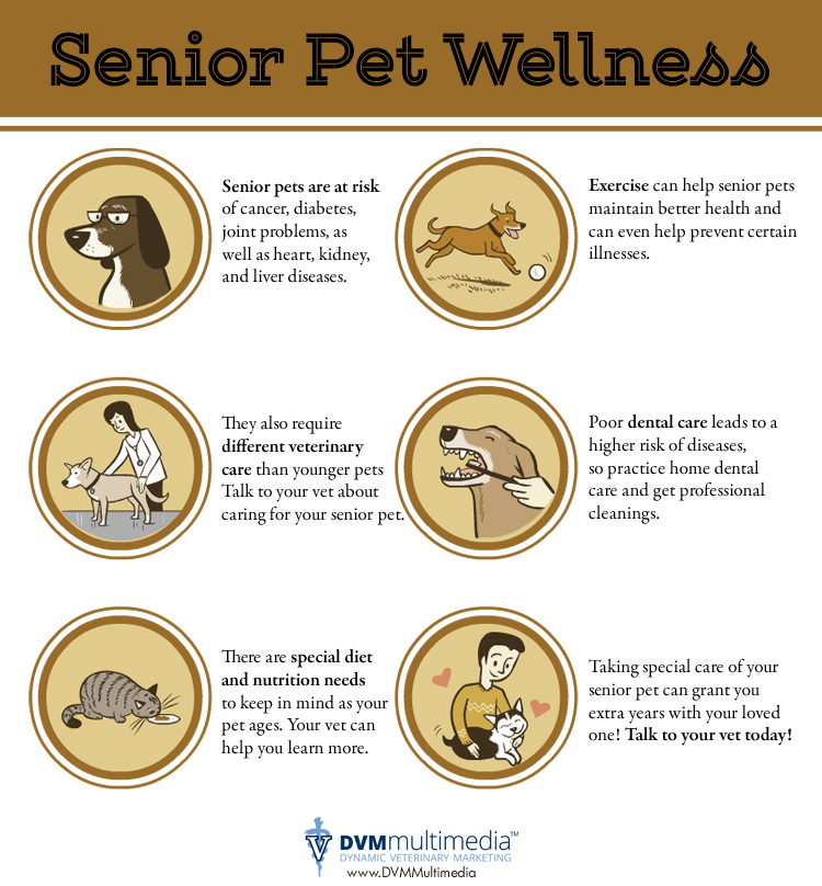 DVM-SeniorPets1