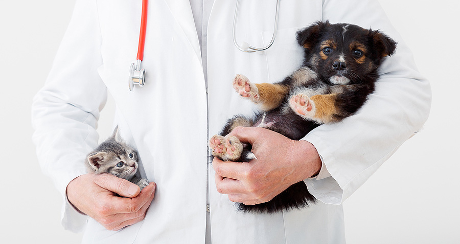 Our in-house diagnostic tools will help your pet feel better