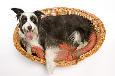 doginbasket