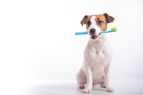 dogwithtoothbrush