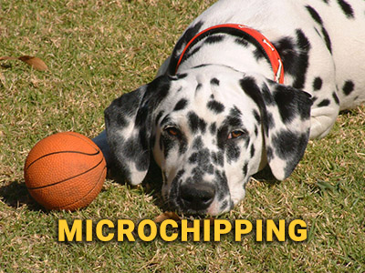 microchipping