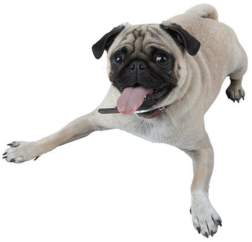 pug