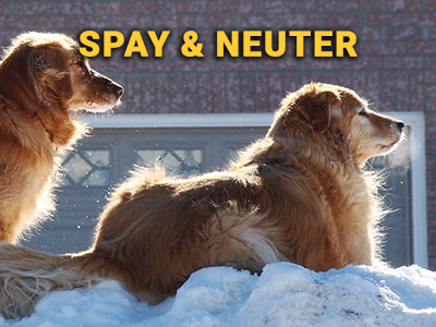 spayandneuter