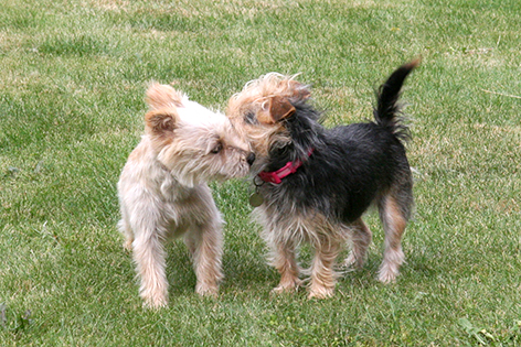 yorkies